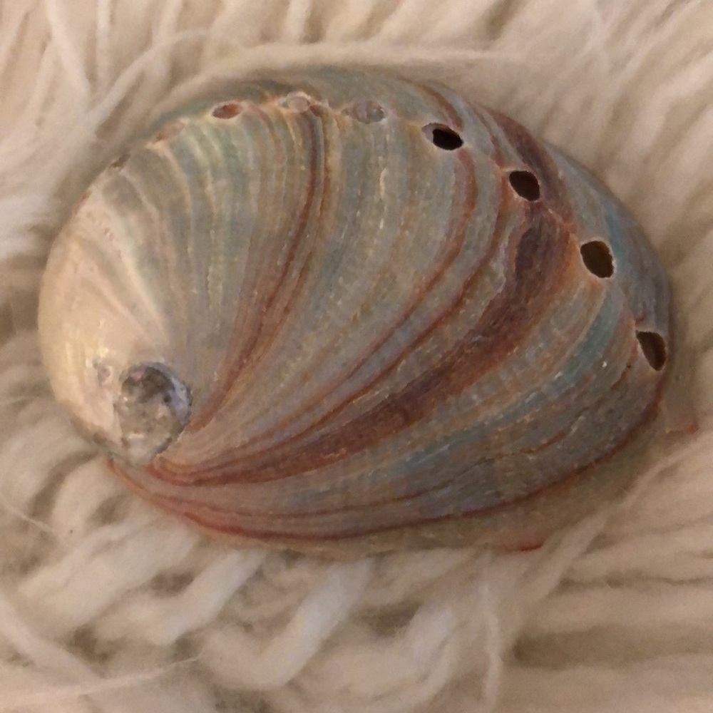 Genuine abalone shell - Picture 2 of 4